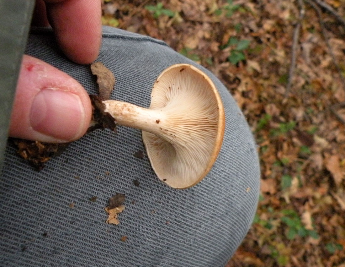 Nei boschi di Ulderico